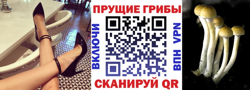 Псилоцибиновые грибы Cubensis  наркота  Кизляр 